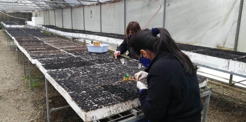 Biocys comenzó los trabajos de siembra de especies nativas en Vivero We Aliwen