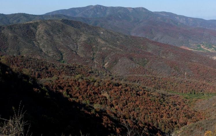Biocys se adhiere a declaración de Mesa Multisectorial por el Bosque Esclerófilo debido a preocupación de incendios  forestales y sequía